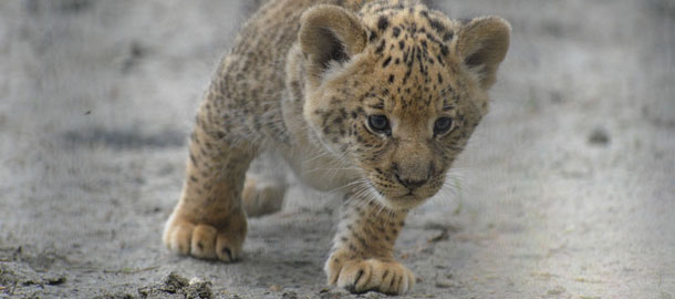 In this Tuesday, June18, 2013 photo, a month-old liliger cub walks in Novosibirsk Zoo. The cub's mother is Zita, a liger - half-lioness, half-tiger, and father is a lion, Sam. (AP Photo /Ilnar Salakhiev)