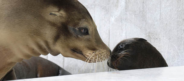 A young sea lion plays with his mother in their enclosure at the zoo in Munich, southern Germany on June 21, 2013. Four young sea lions were born in the months of May and June 2013 at the zoo in Munich which now counts 15 sea lions. The pups weigh approximately 4kg and are 45 centimeters tall as they are fed four times a day. AFP PHOTO / CHRISTOF STACHE (Photo credit should read CHRISTOF STACHE/AFP/Getty Images)
