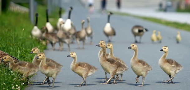 Wild geese chicks cross a cycle track in Dortmund, western Germany, on June 4, 2013. AFP PHOTO / BERND THISSEN / GERMANY OUT (Photo credit should read BERND THISSEN/AFP/Getty Images)
