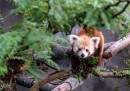 La fuga del panda rosso dello zoo di Washington