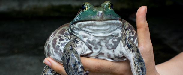 Tutti amano l’ipnorospo