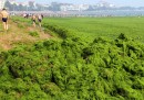 Alghe in Cina
