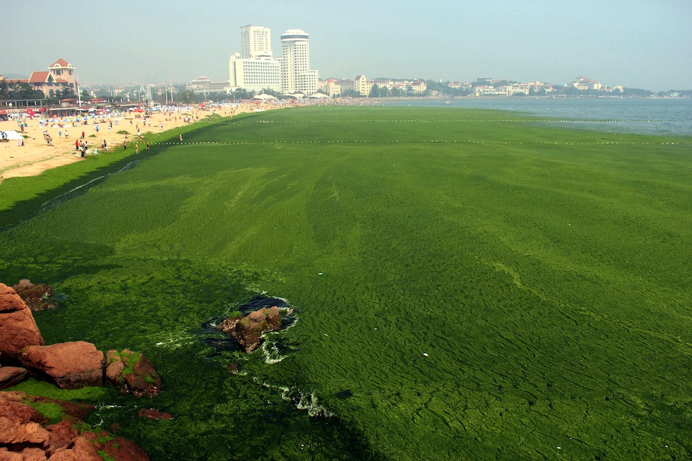Alghe in Cina