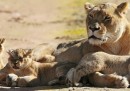 I leoni nati in Australia – foto