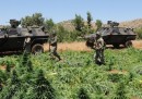 Il campo di cannabis distrutto in Turchia