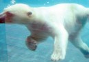 Gli spuntini di un orso polare – foto