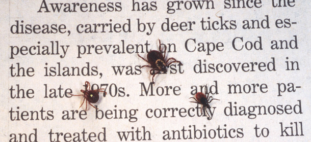 390650 06: A Close Up Of An Adult Female Deer Tick, Dog Tick, And A Lone Star Tick Are Shown June 15, 2001 On Book Print. Ticks Cause An Acute Inflammatory Disease Characterized By Skin Changes, Joint Inflammation, And Flu-Like Symptoms Called Lyme Disease. (Photo By Getty Images)