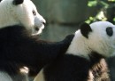 I panda gemelli appena nati nello zoo di Atlanta