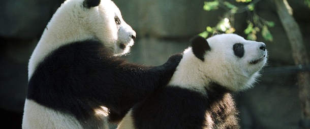 ATLANTA, UNITED STATES: Two rare giant pandas, Yang Yang (L) and Lun Lun play together in their new home at Zoo Atlanta in Atlanta, GA 18 November 1999. The two pandas will make their home in Atlanta for the next 10 years. AFP PHOTO STEVE SCHAEFER (Photo credit should read STEVE SCHAEFER/AFP/Getty Images)