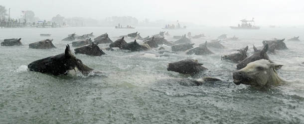 Chincoteague Ponies swim across Assateague Channel in a heavy downpour on Wednesday, July 24, 2013 during the 88th Annual Chincoteague Pony Swim. A portion of the herd will be auctioned on Thursday. (AP Photo/Jay Diem, Eastern Shore News) NO SALES
