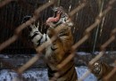 Torino, sbranato dalle tigri: muore custode Parco Martinat Pinerolo