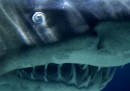 10 cose che non sapete sugli squali