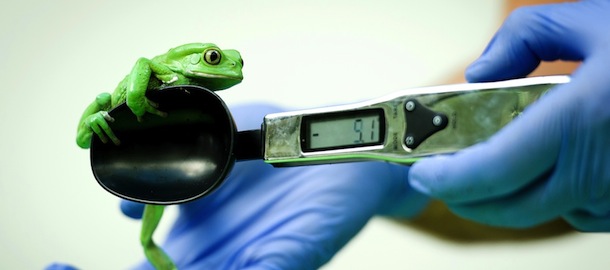 A Waxy Monkey Frog is placed onto a weighing scale during the London Zoo's annual weigh-in in London on August 21, 2013. The task involves weighing and measuring the population of the zoo, before the information is shared with zoos across the world, allowing them to compare data on thousands of endangered species. AFP PHOTO/Leon Neal (Photo credit should read LEON NEAL/AFP/Getty Images)
