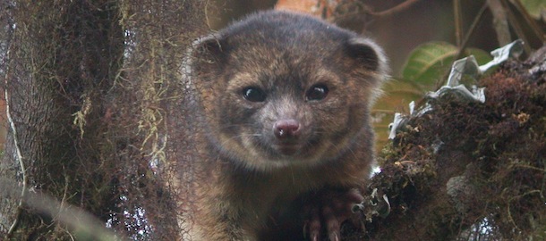 This undated handout photo provided by Mark Gurney shows a olinguito. Imagine a raccoon with a teddy bear face that is so cute it's hard to resist, let alone overlook. But somehow science did _ until now. Researchers Thursday announced a rare discovery of a new species of a mammal that belongs to the grouping of large creatures that include dogs, cats and bears: the olinguito. The raccoon-sized critters leap through the trees of the cloud forests of Ecuador and Colombia at night, according to a Smithsonian researcher who has spent the past decade tracking them. (AP Photo/Mark Gurney)