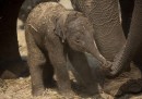 Elefante nato in Israele
