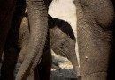 Elefante nato in Israele