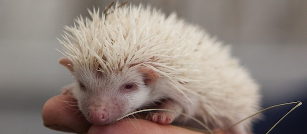 A visitor holds an albino hedgehog in a private zoo in Moscow, Russia, Thursday, Aug. 22, 2013. Three rare albino hedgehog babies, born on the same day as Britain's new prince, have moved into a miniature castle at a Moscow petting zoo. The three are named after the Prince of Cambridge — George, Alexander and Louis. On Thursday, when they turned one month old, they were shown their new home at the All-Russia Exhibition Center. (AP Photo/Alexander Zemlianichenko Jr)