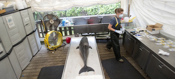 Sarah Rose, right, with the Virginia Aquarium Stranding Response Team, prepares for a necropsy on a dead dolphin at the Virginia Aquarium Marine Animal Care Center, in Virginia Beach, Va., on Aug. 6, 2013. One-hundred dolphin corpses have washed ashore this year in Virginia, dozens more than the typical yearlong toll. The century mark was reached over the weekend. Most years, about 65 dead dolphins are found in the surf. Marine biologists say dolphin strandings historically peak in May and June. In July, however, 44 dolphins were found dead. Most were discovered in the southern part of the Chesapeake Bay. Delaware and Maryland have also seen an uptick in dolphin deaths. (AP Photo/The Virginian-Pilot,L. Todd Spencer) MAGS OUT MBI