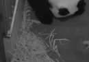 Il video del piccolo panda di Washington