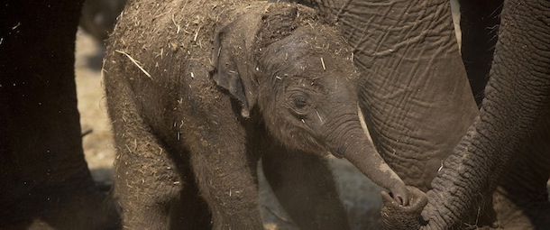 A new born Asian elephant calf touches its mother's trunk a few hours after it was born at the Ramat Gan safari near Tel Aviv, Israel, Friday, Aug. 2, 2013. Sagit Horowitz, the safari spokeswoman said the unnamed yet baby elephant is most likely a female. (AP Photo/Ariel Schalit)