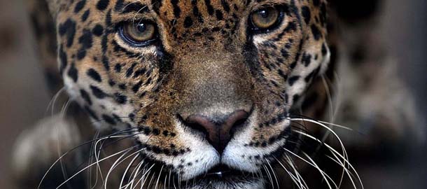 Un giaguaro allo zoo Simon Bolivar a San Jose in Costa Rica (HECTOR RETAMAL/AFP/Getty Images)