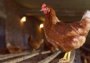 Ferrara, aviaria in allevamento galline: abbattuti 128mila capi