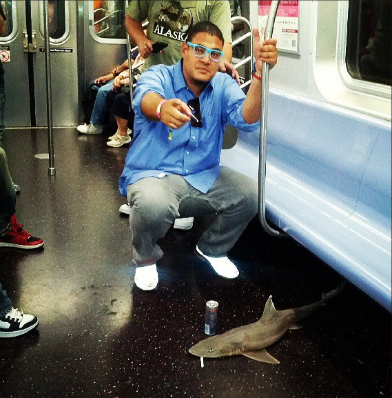 Squalo in metropolitana a New York