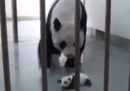 Un panda e sua madre a Taipei – video