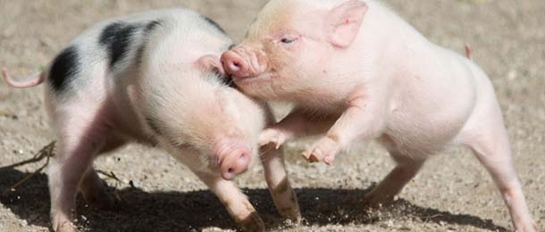 Two minipigs play in their enclosure at the zoo in Hanover, central Germany, on August 13, 2013. Minipig mother Marianne gave birth to ten baby minipigs on July 20, 2013 at the zoo. AFP PHOTO / DPA / JOCHEN LUEBKE / GERMANY OUT (Photo credit should read JOCHEN LUEBKE/AFP/Getty Images)