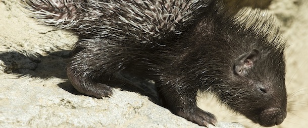 A six-day-old white-tailed porcupine crawls in its enclosure at Berlin's Tierpark zoo on August 2, 2013. White-tailed porcupines are usually found in the middle east and south Asia. AFP PHOTO / JOHN MACDOUGALL (Photo credit should read JOHN MACDOUGALL/AFP/Getty Images)