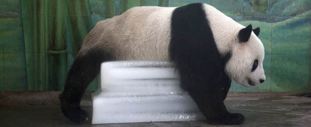 Un panda gigante si rinfresca nello zoo di Wuhan in Cina (STR/AFP/Getty Images)