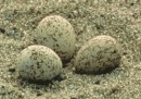 I collezionisti di uova di uccelli