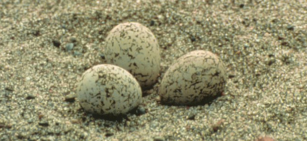 A nest of the snowy plover containing three eggs is shown in this undated photo. Scores of the snowy plover, declared a threatened species in 1993 from southern Washington to the tip of Baja California, live along the coast where beachgoers, development, predators and invasive species tower over the home of the diminutive black, white and gray bird as it defends its narrowing niche on the beach. (AP Photo/Bureau of Land Management)