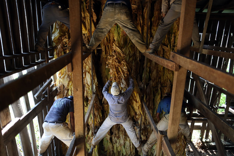 La raccolta del tabacco in Kentucky foto Il Post