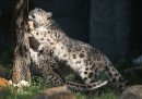 Leopardo delle nevi