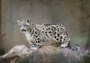 Leopardo delle nevi