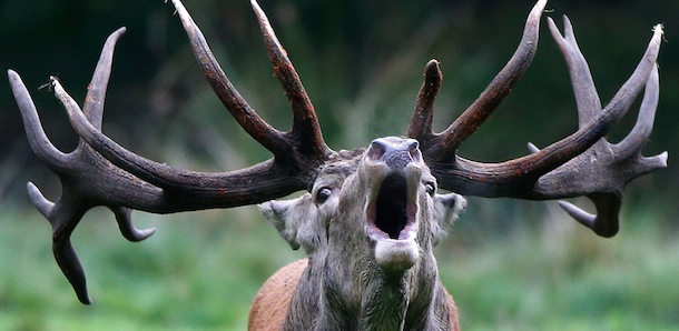 A stag roars in its enclosure at Wildpark Eekholt in Grossenaspe on September 27, 2013 as the mating season for deer has begun. AFP PHOTO / DPA / AXEL HEIMKEN GERMANY OUT (Photo credit should read AXEL HEIMKEN,AXEL HEIMKEN/AFP/Getty Images)