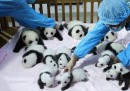 14 piccoli panda cinesi – foto