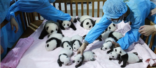 Breeders take care of giant panda cubs inside a crib at Chengdu Research Base of Giant Panda Breeding in Chengdu, Sichuan province, September 23, 2013. Fourteen new joiners to the 128-giant-panda-family at the base were shown to the public on Monday, according to local media. REUTERS/China Daily (CHINA - Tags: SOCIETY ANIMALS TPX IMAGES OF THE DAY) CHINA OUT. NO COMMERCIAL OR EDITORIAL SALES IN CHINA