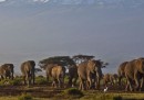 41 elefanti avvelenati in Zimbabwe