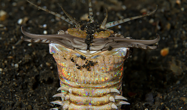 La cena del verme Bobbit