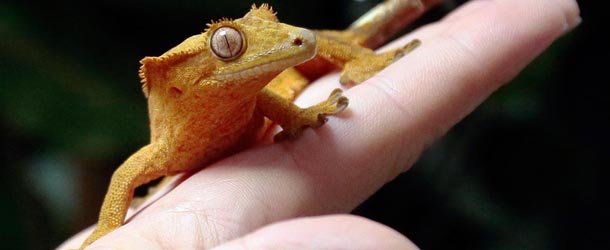 Gechi crestati e pavoni di città