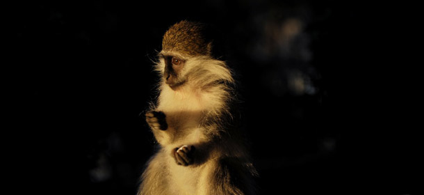 A baby Vervet monkey (African Green monkey) sits on a table at a lounge bar in Pristina, on August 31, 2013. AFP PHOTO / ARMEND NIMANI (Photo credit should read ARMEND NIMANI/AFP/Getty Images)