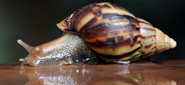 A snail crawls on a wet floor after an overnight rain in Chiang Mai province, northern Thailand Monday, Sept. 16, 2013. (AP Photo/Apichart Weerawong)