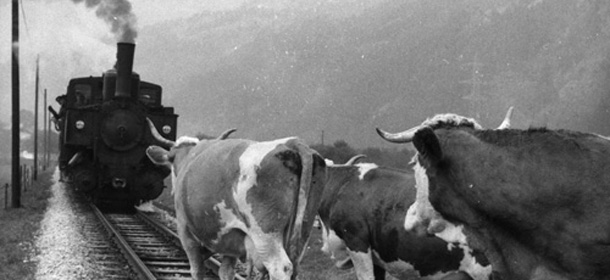 I bovini al tempo dell’Alta Velocità