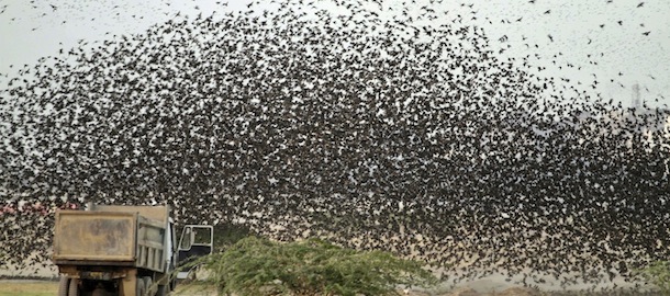 Birds flock around a truck near the banks of the river Sabarmati, in Ahmedabad, India, Monday, Feb. 6, 2012. (AP Photo/Ajit Solanki)
