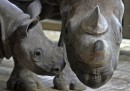 Rinoceronti