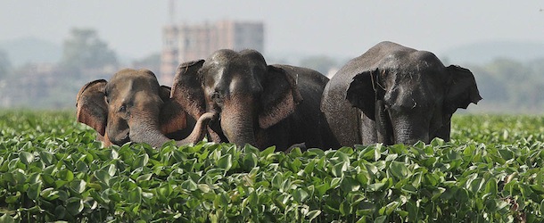 Wild elephants stand at the Deepor Beel wildlife sanctuary on the outskirts of Gauhati, India, Wednesday, Oct. 16 2013. Wild elephant herds often visit the sanctuary to swim in the waters and later return to their habitat. (AP Photo/Anupam Nath)
