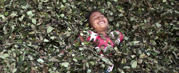 In this Sept. 25, 2013 photo, a girl plays in a bed of coca leaves, in the village of Trincavini in Peruís Pichari district. Pichari lies on the banks of the Apurimac river in a valley that the United Nations says yields 56 percent of Peru's coca leaves, the basis for cocaine. Coca is central to rituals and religion in Andean culture but in recent decades has become more associated with global drug trafficking. (AP Photo/Rodrigo Abd)