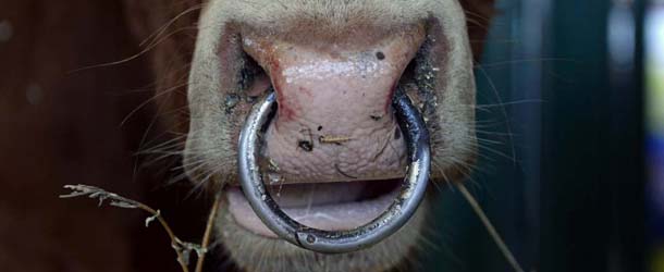 A bull eats during the 15th National Agricultural Exhibition Golden Autumn 2013 in Moscow on October 9, 2013. AFP PHOTO/KIRILL KUDRYAVTSEV (Photo credit should read KIRILL KUDRYAVTSEV/AFP/Getty Images)